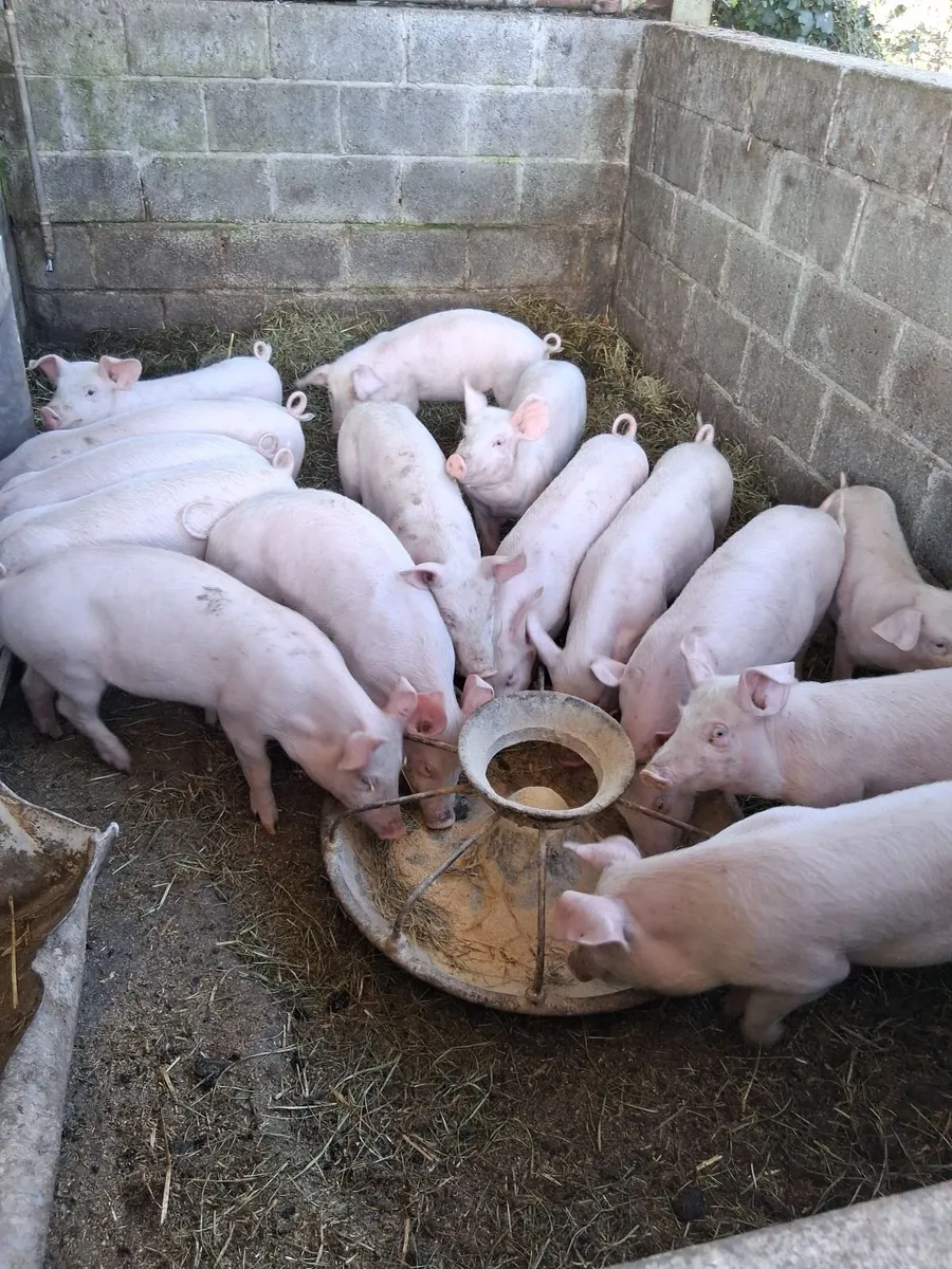 weaners - Image 2