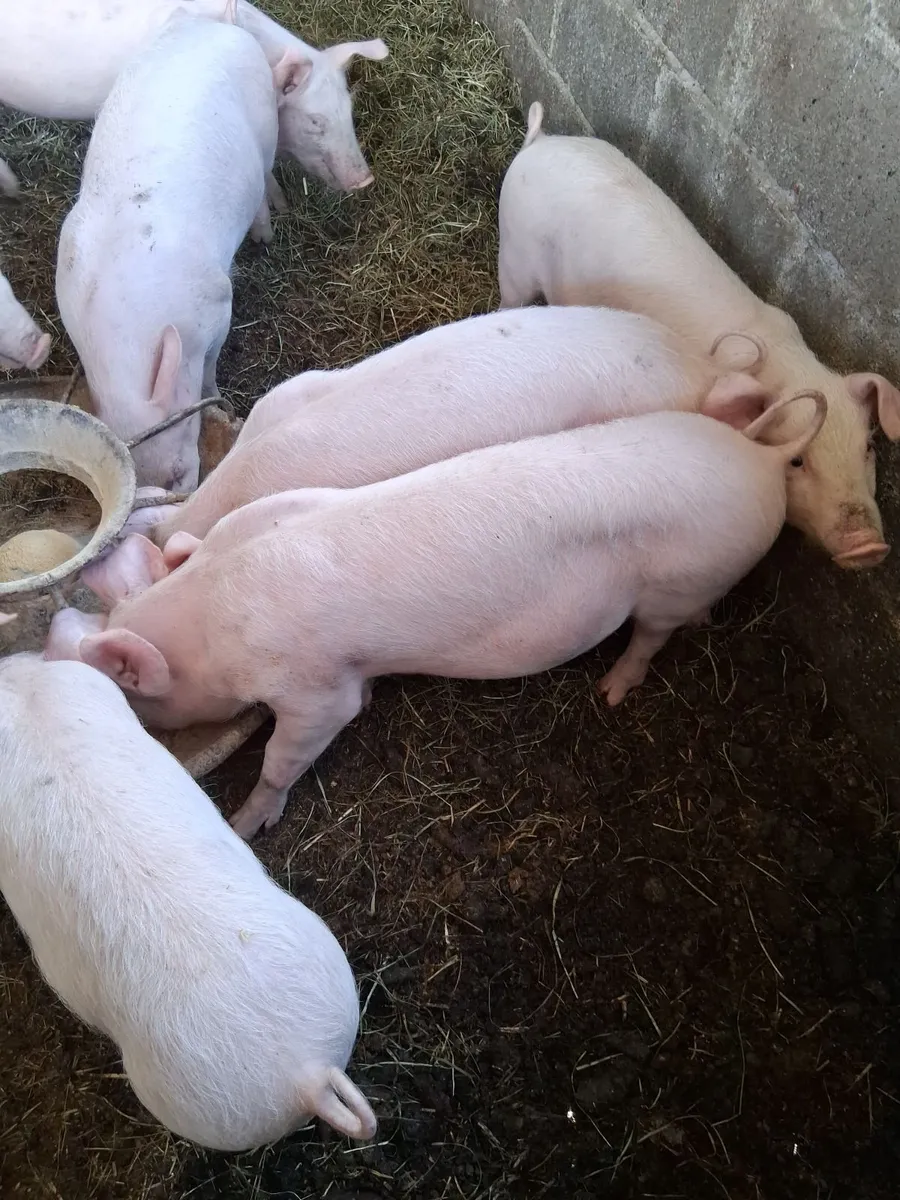 weaners - Image 4