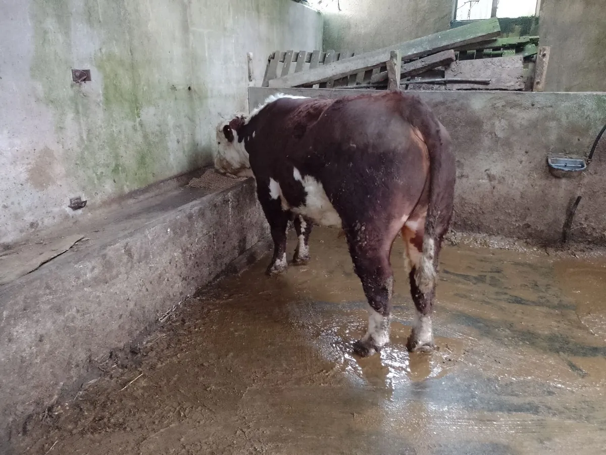 Hereford bull - Image 1