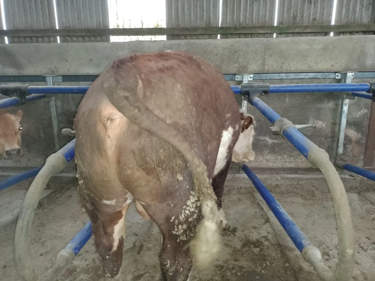 Hereford bull - Image 2