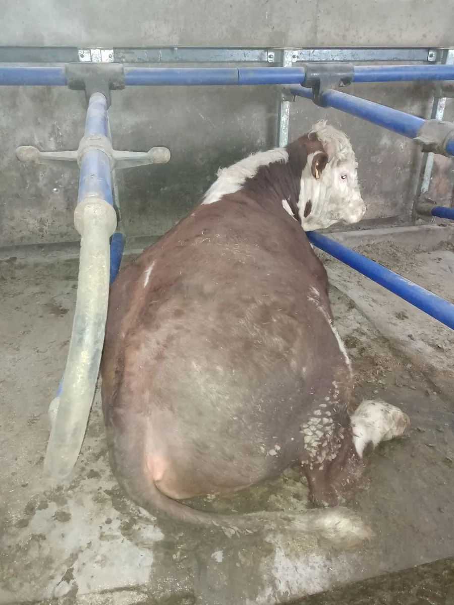 Hereford bull - Image 3