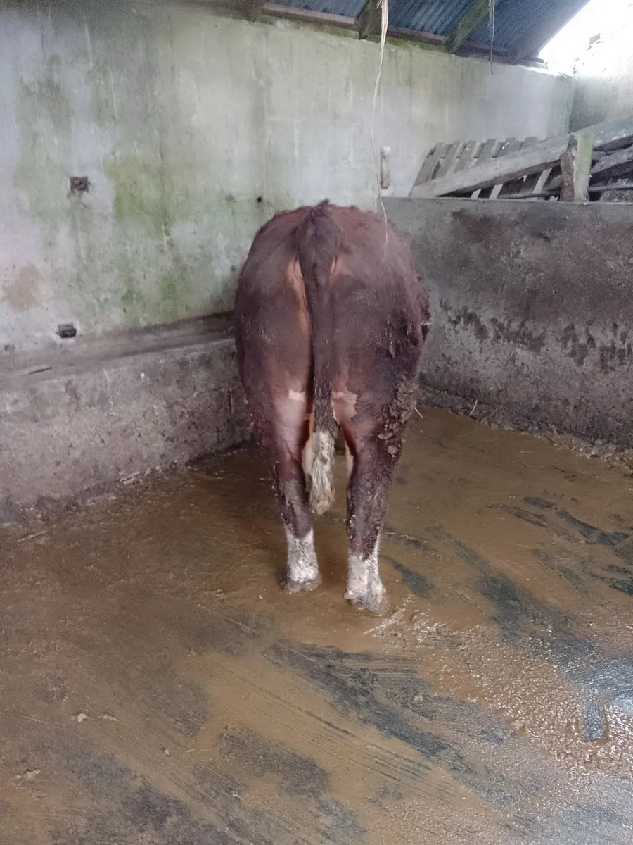 Hereford bull - Image 4