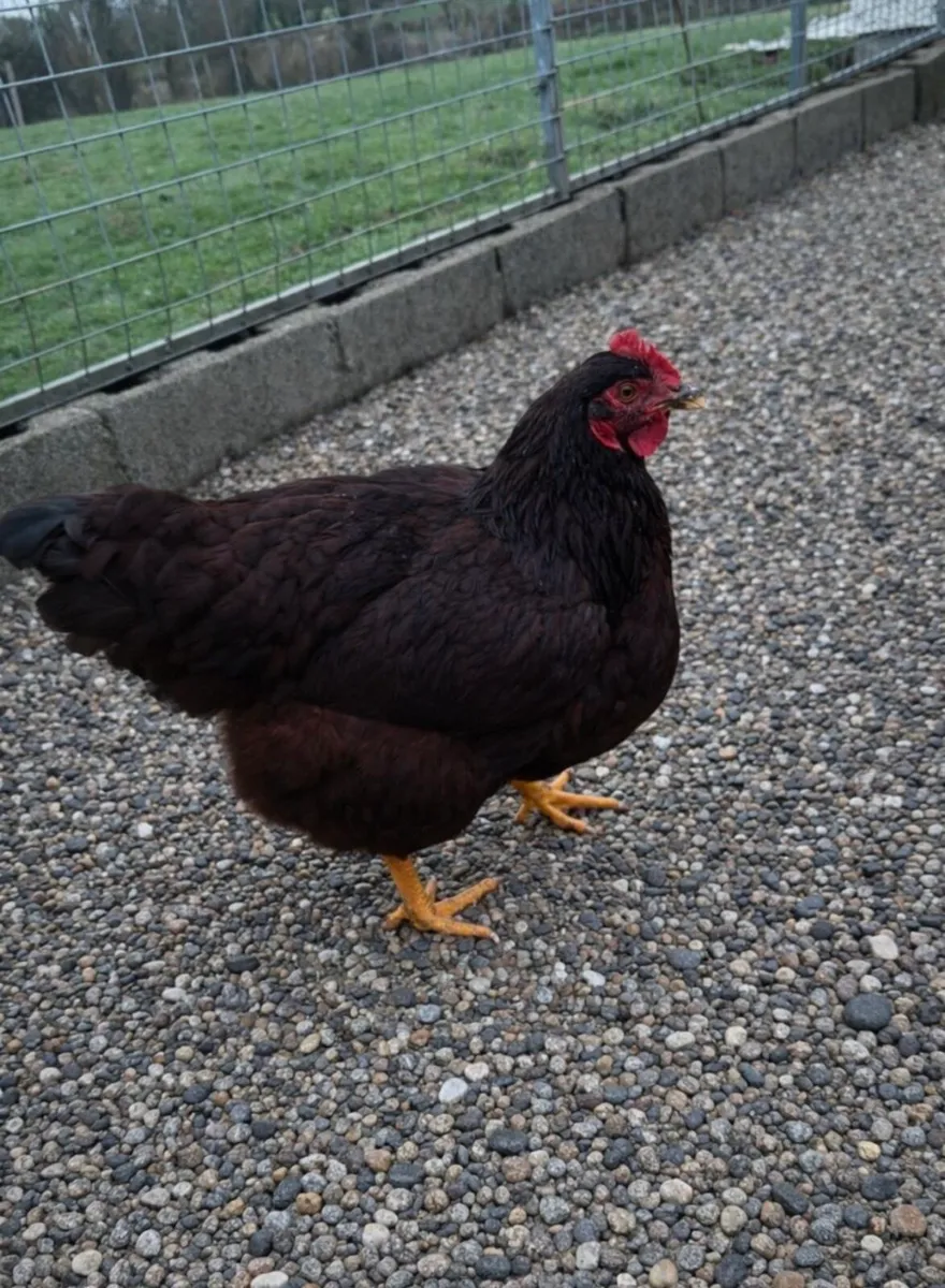 Fertile eggs and poultry - Image 2