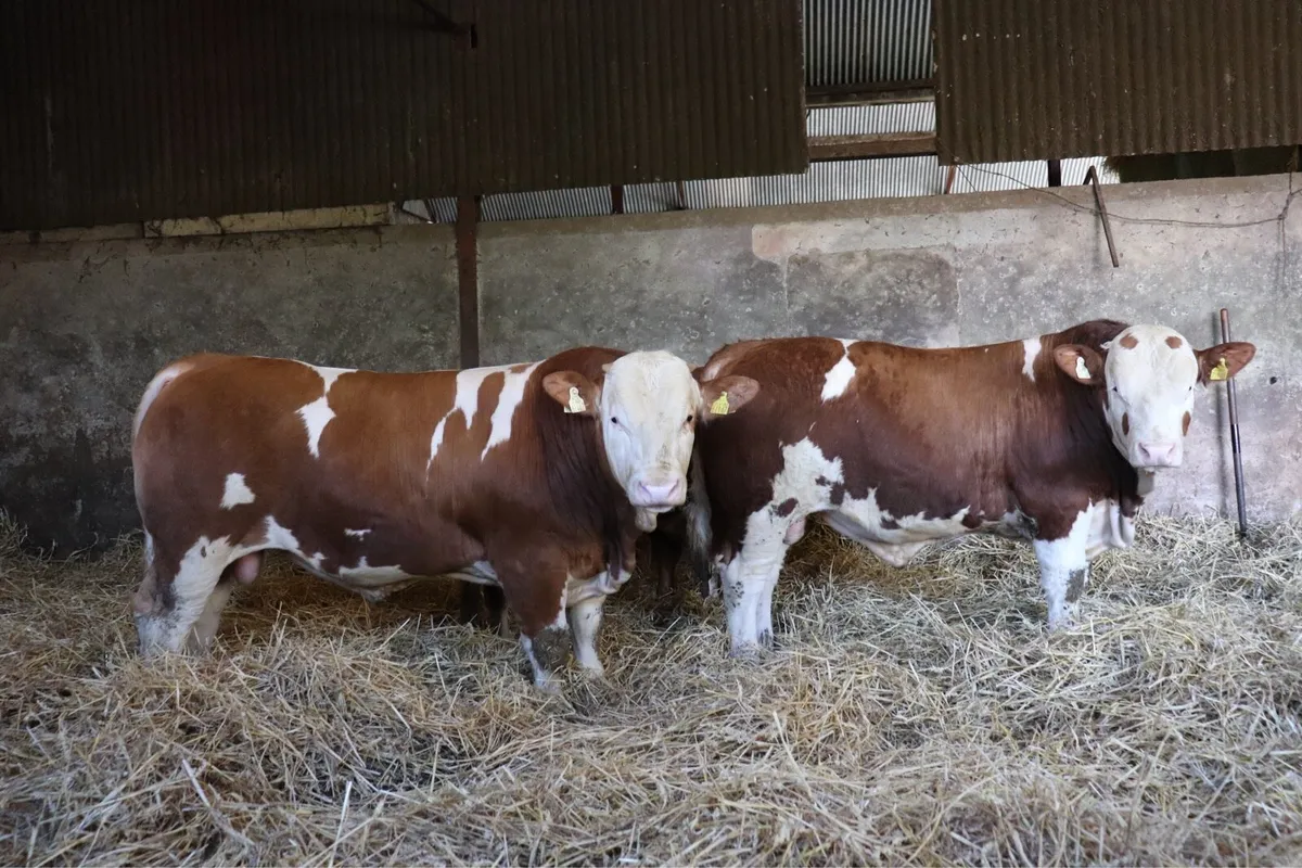 PBR Simmental Bulls - Image 1