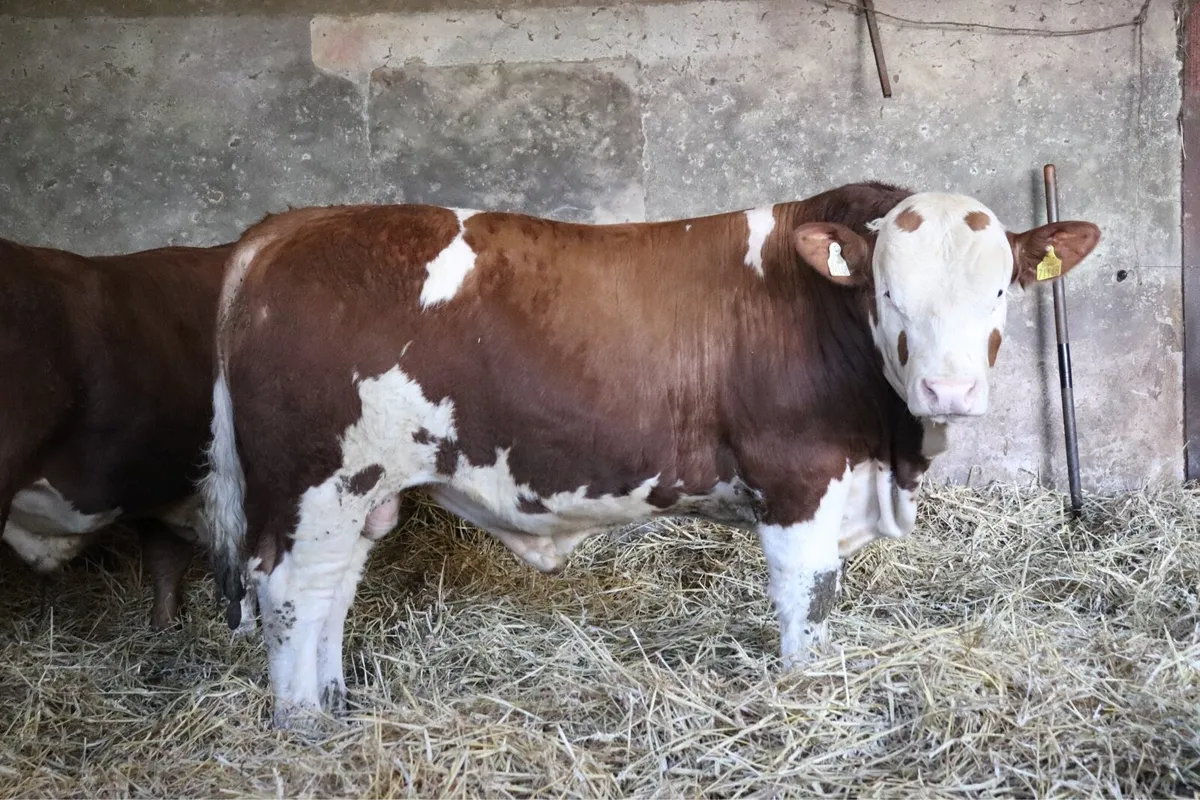 PBR Simmental Bulls - Image 2