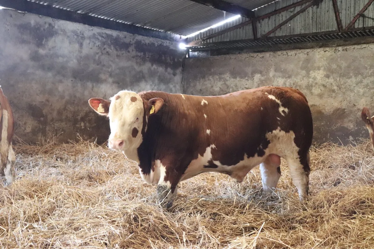 PBR Simmental Bulls - Image 3