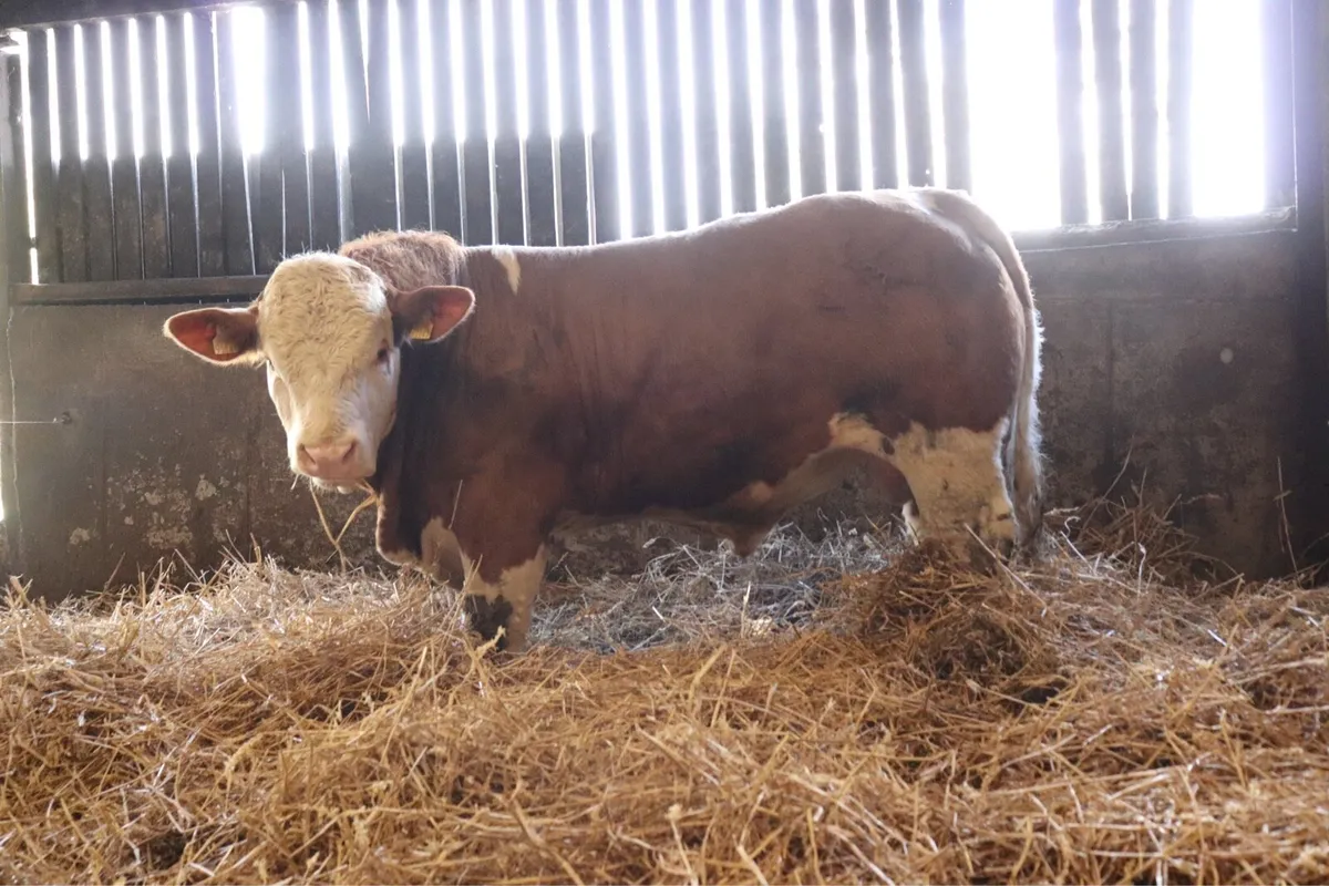 PBR Simmental Bulls - Image 4