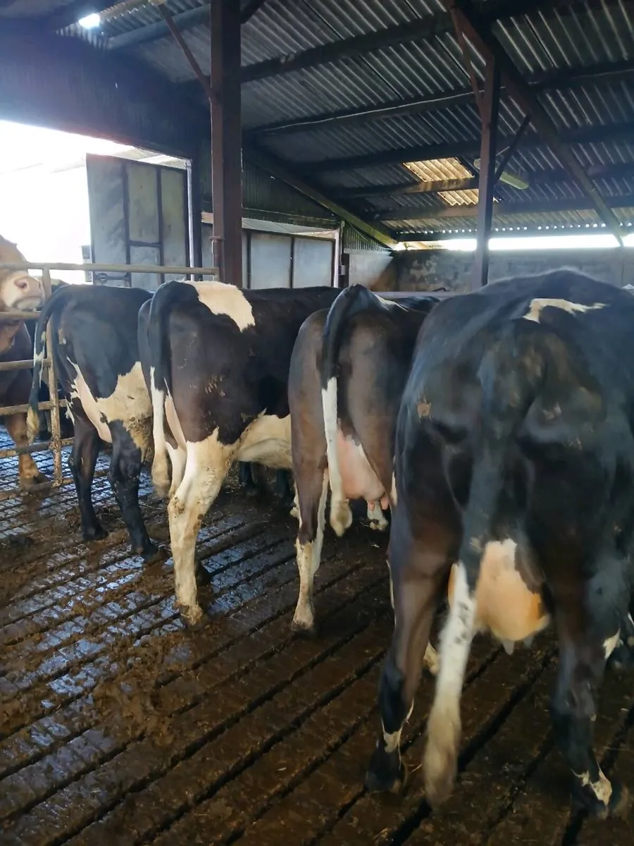 Incalf Freisin heifers - Image 1