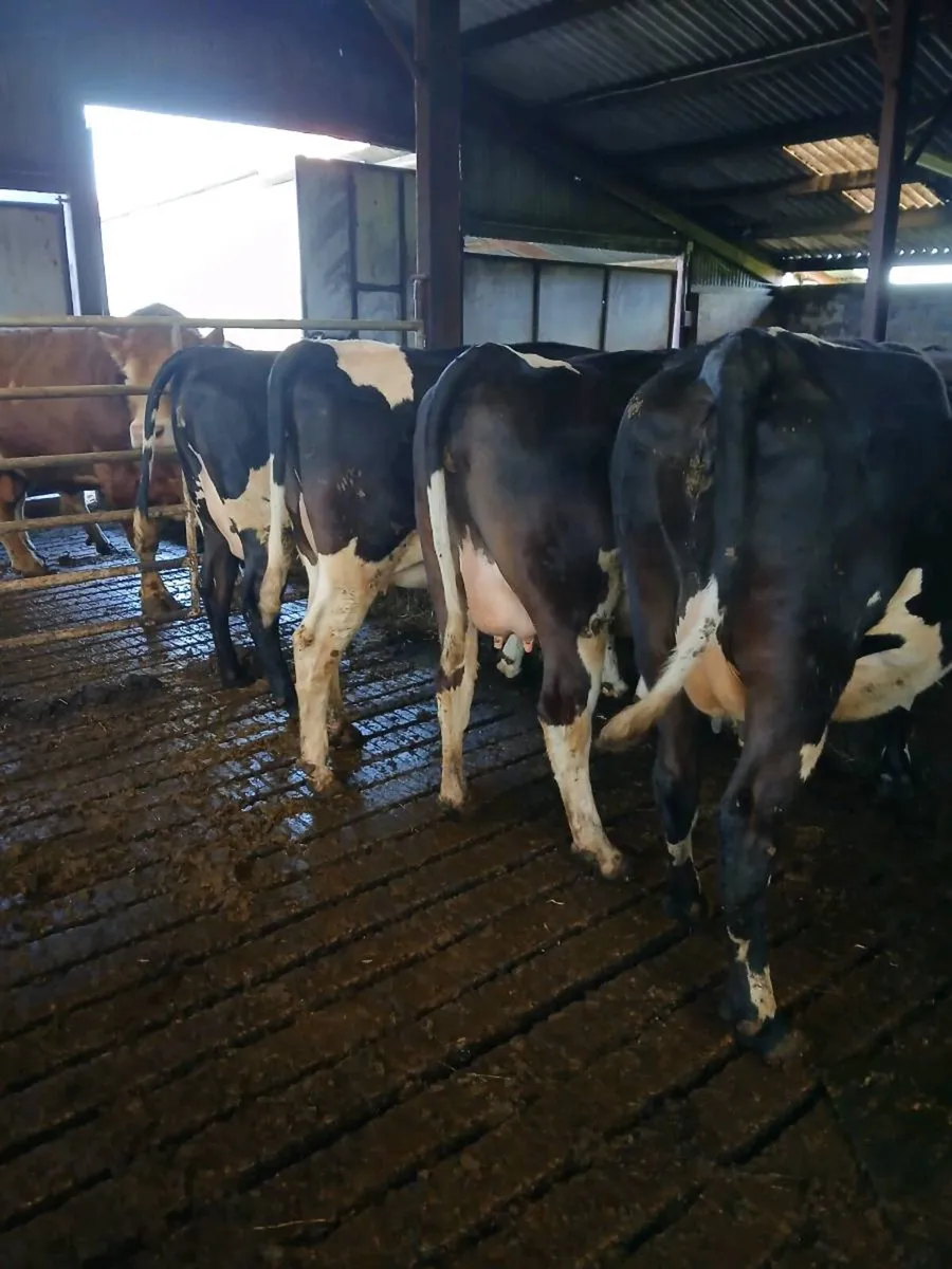 Incalf Freisin heifers - Image 2