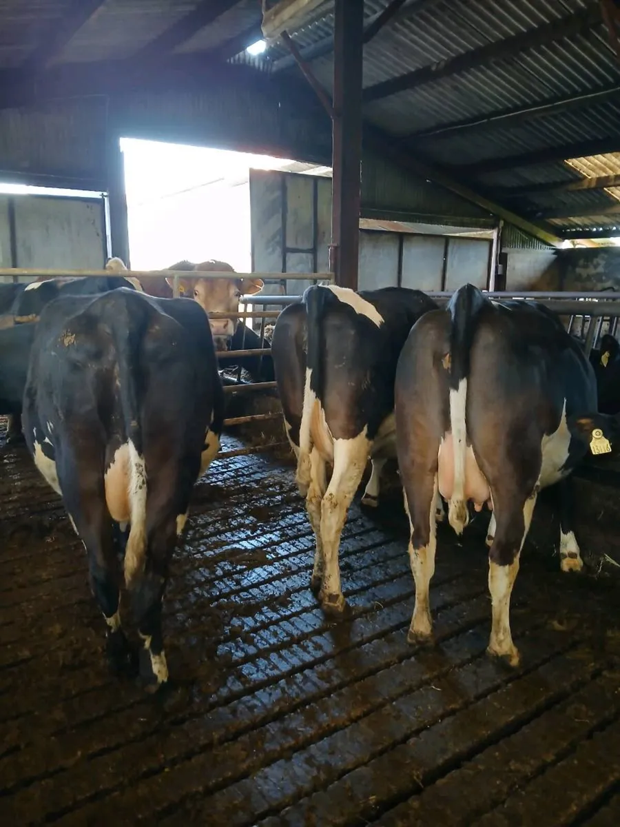 Incalf Freisin heifers - Image 3