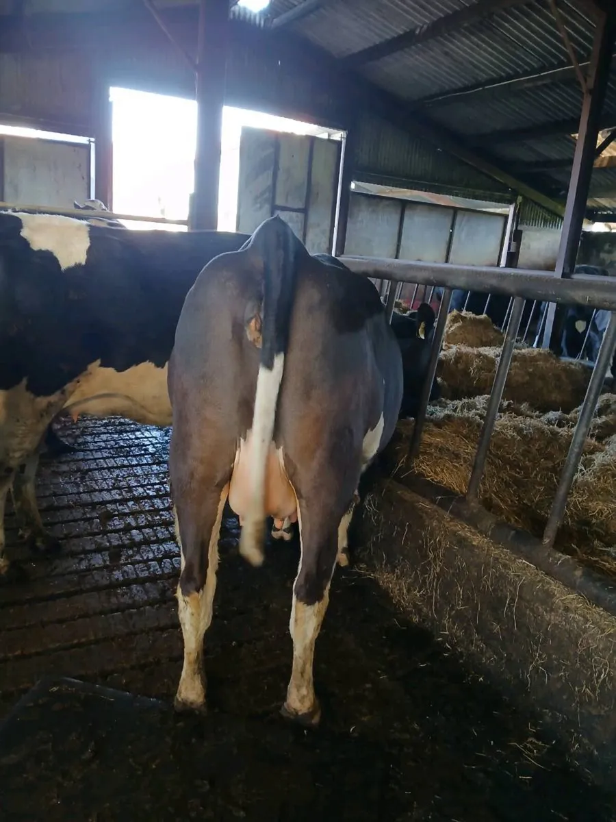 Incalf Freisin heifers - Image 4