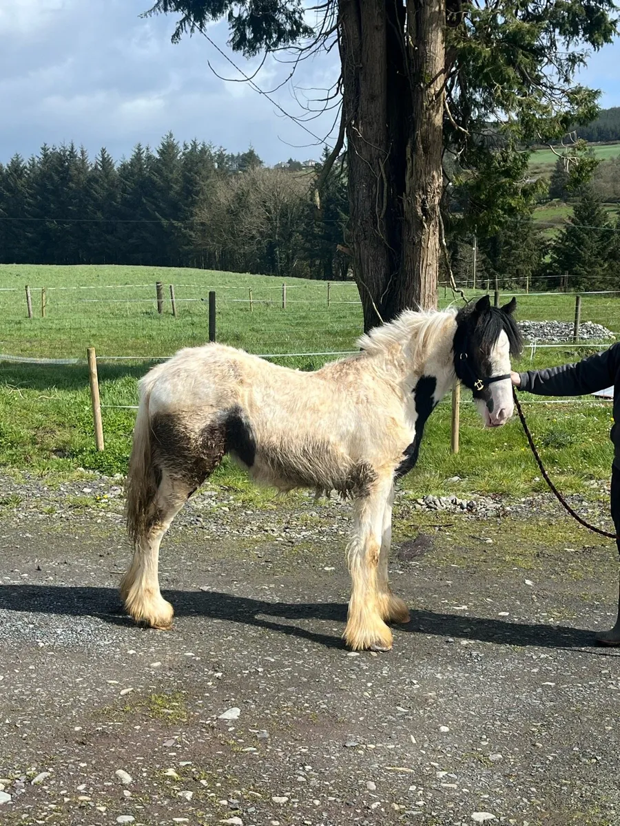 Clydsdale x Cob Yearling - Image 1