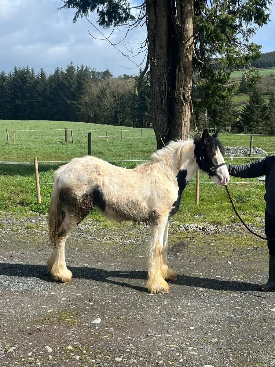 Clydsdale x Cob Yearling - Image 2