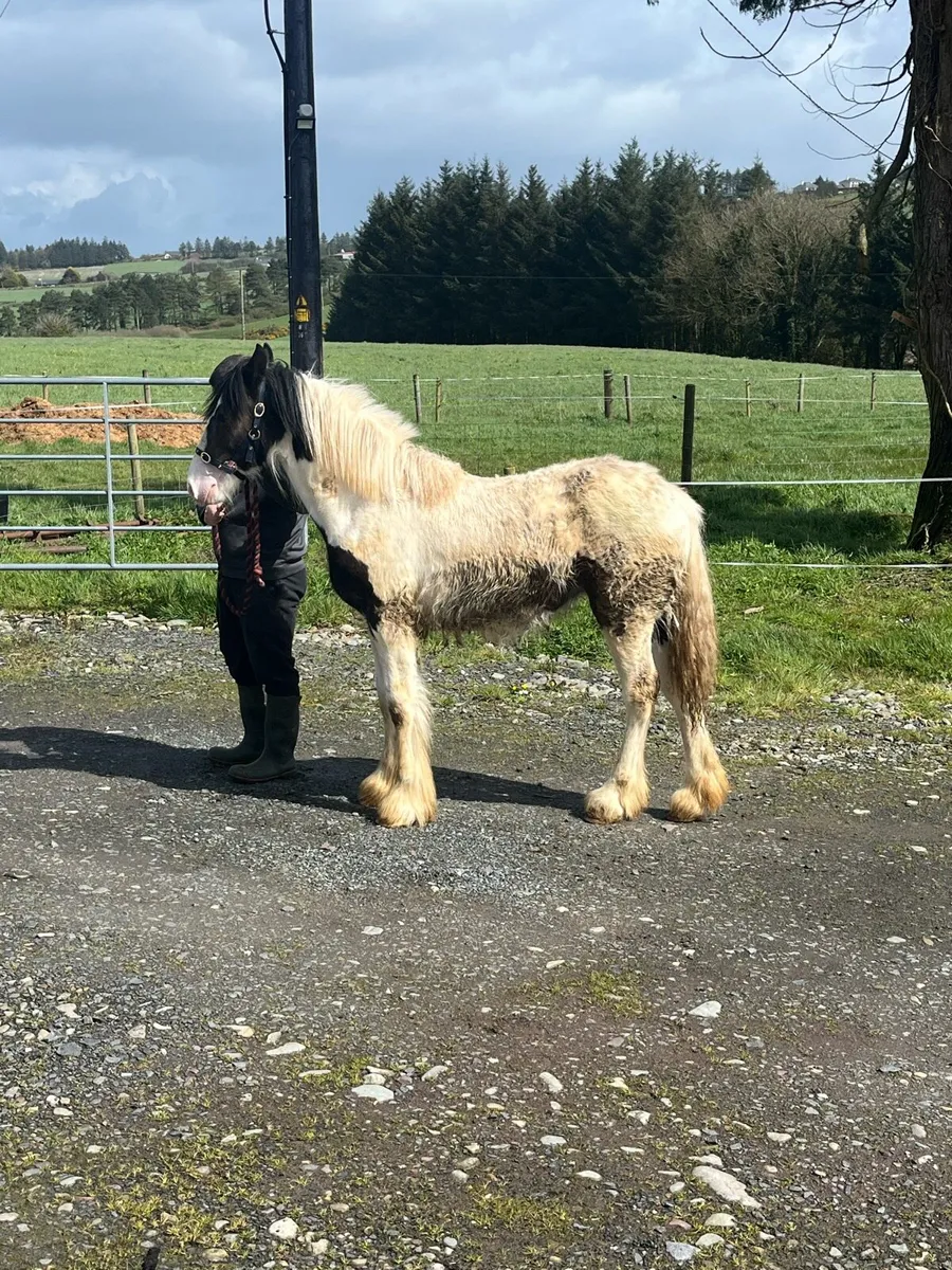 Clydsdale x Cob Yearling - Image 3