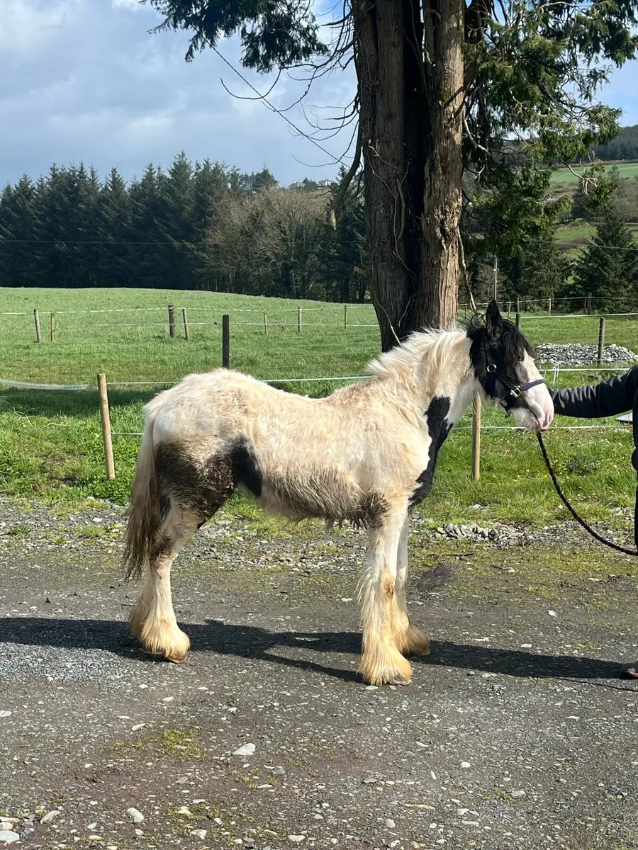 Clydsdale x Cob Yearling - Image 4
