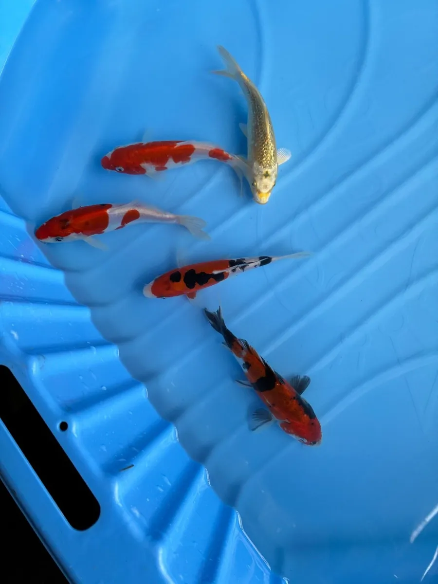 Japanese Koi - Image 2