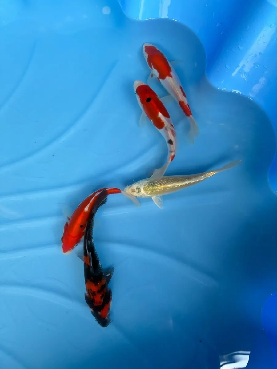 Japanese Koi - Image 1