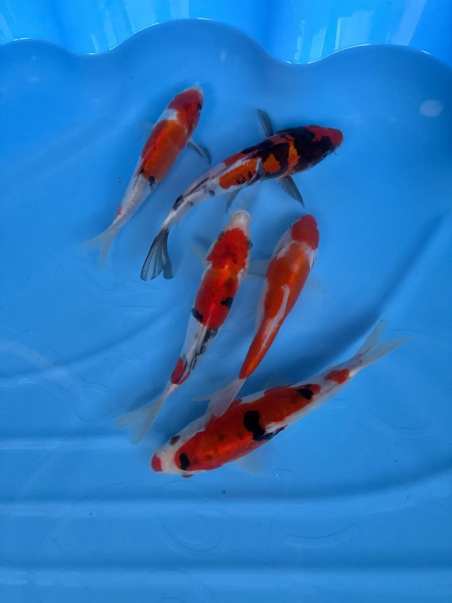 Japanese Koi - Image 3