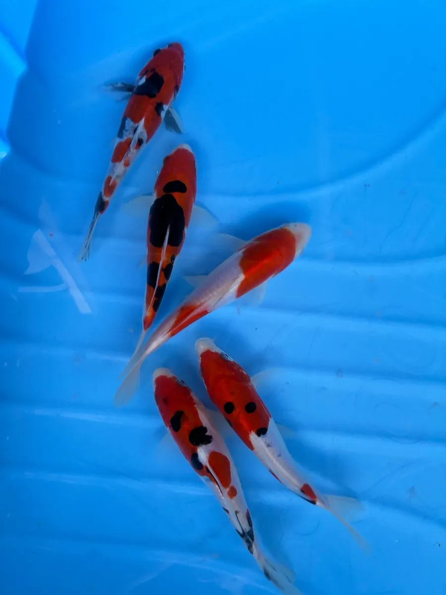 Japanese Koi - Image 4