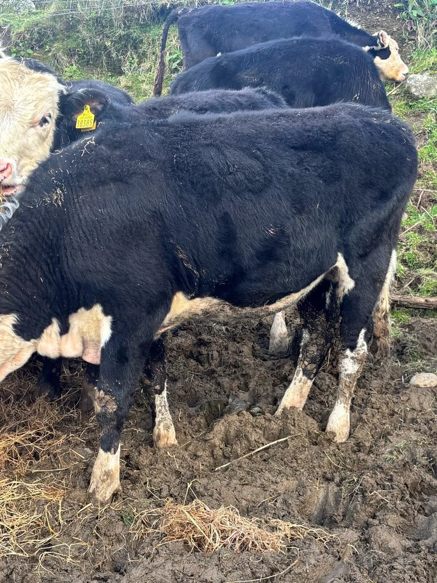 Limousine & Hereford heifers - Image 2