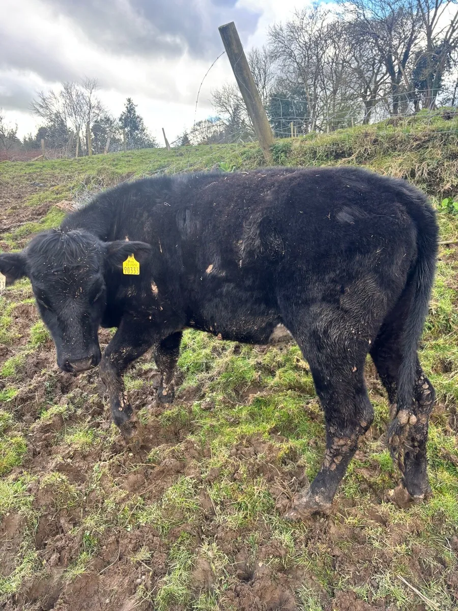 Limousine & Hereford heifers - Image 1