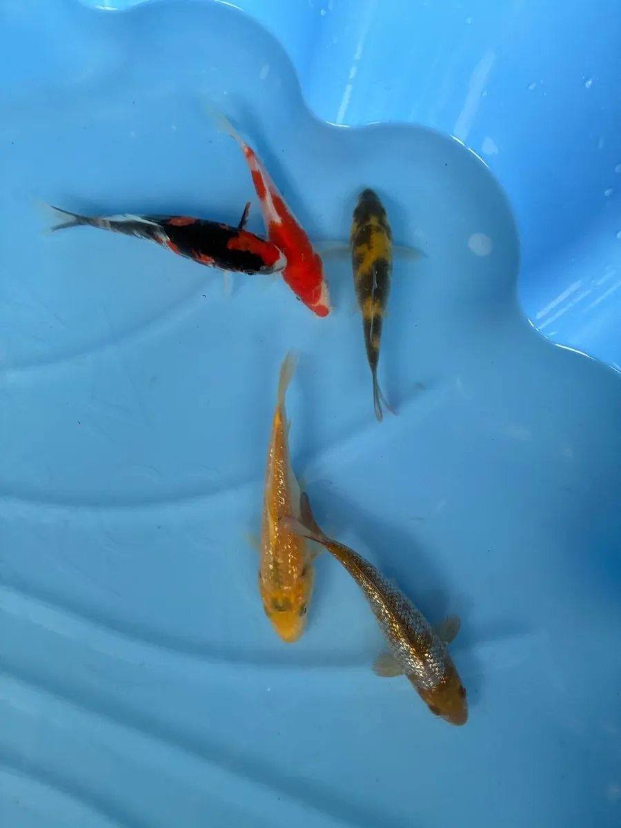 Japanese koi - Image 3