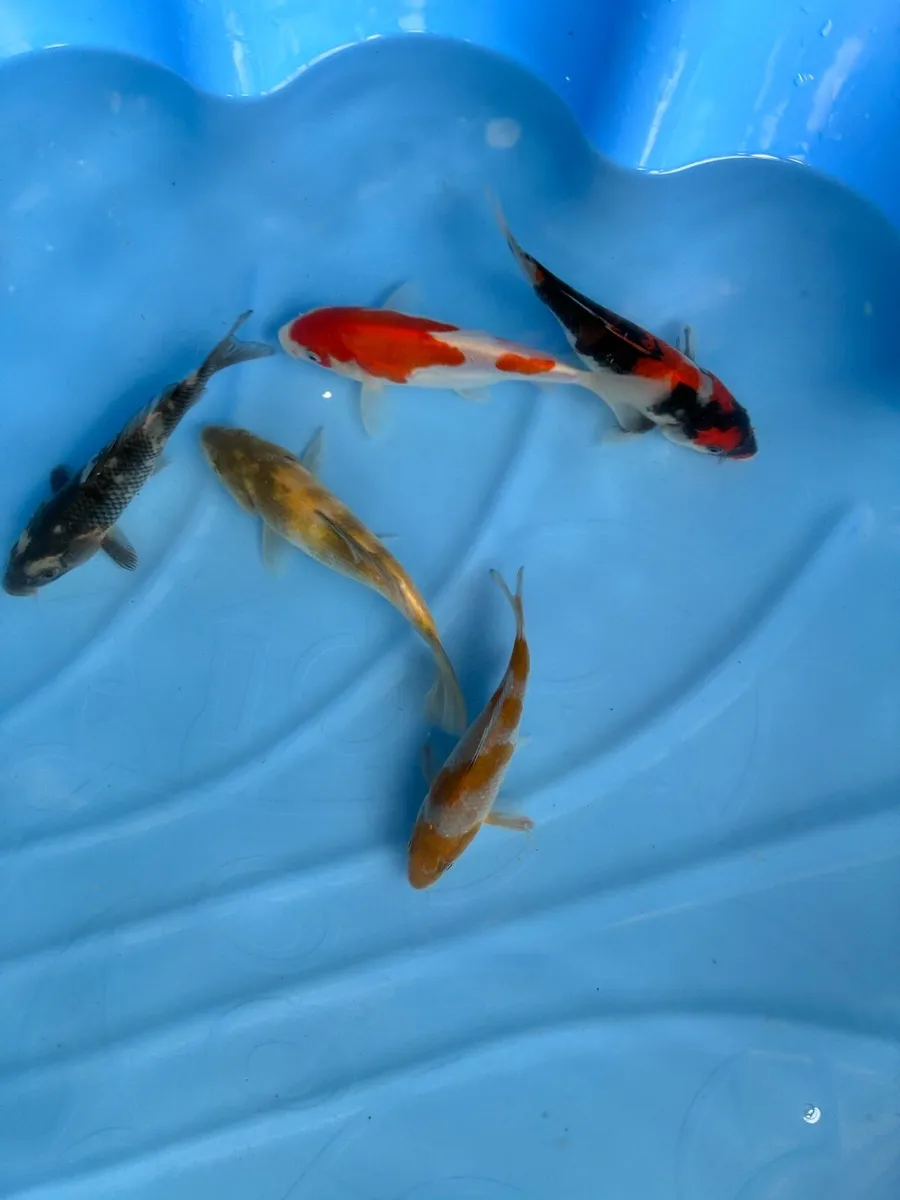 Japanese koi - Image 4