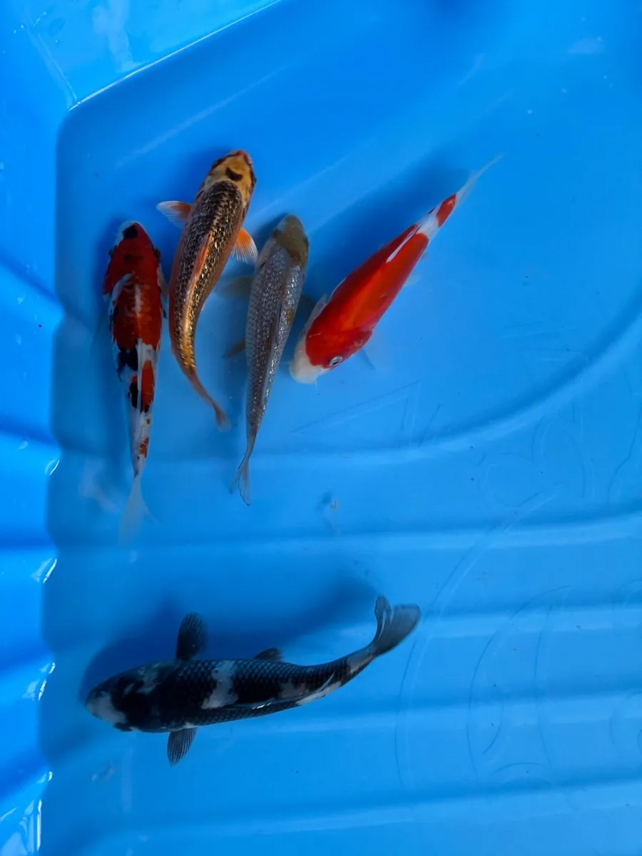 Japanese koi - Image 4