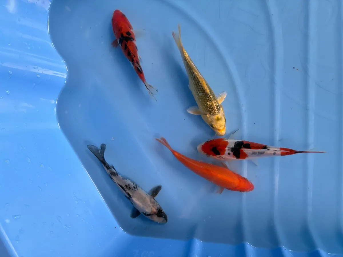 Japanese koi - Image 1