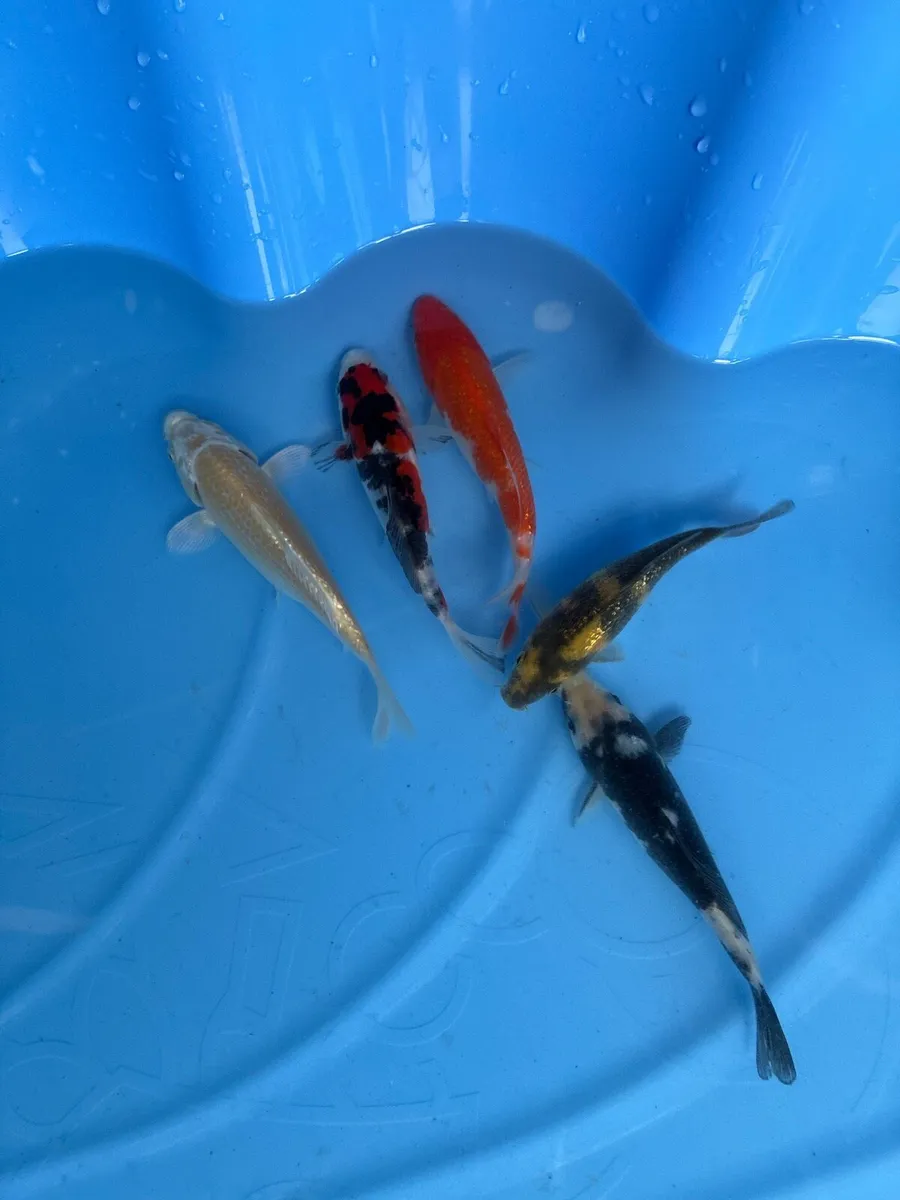 Japanese koi - Image 2