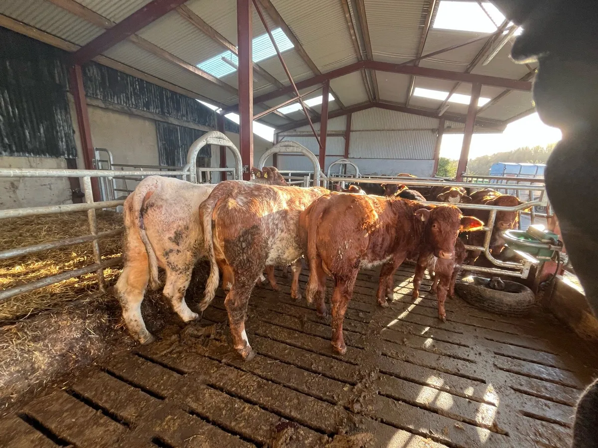Cows and calves - Image 4