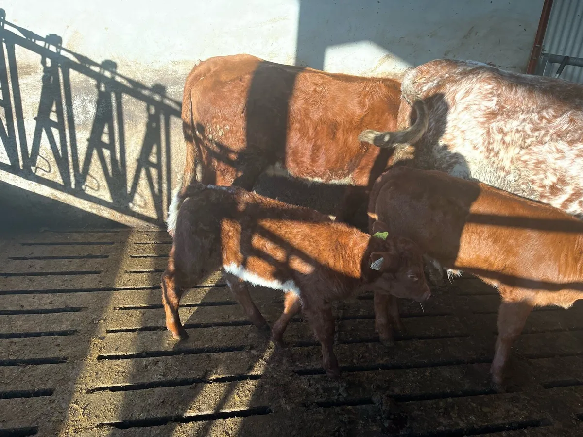Cows and calves - Image 3