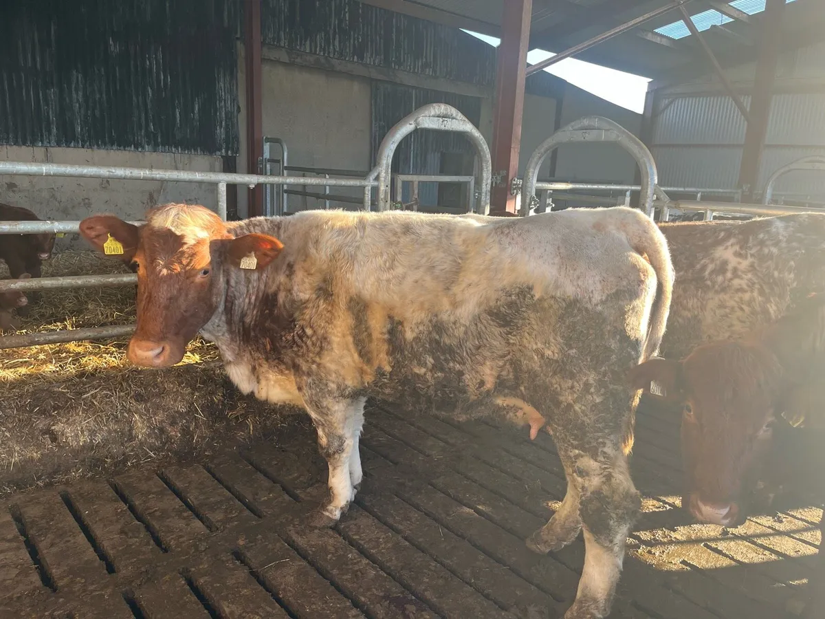 Cows and calves - Image 4