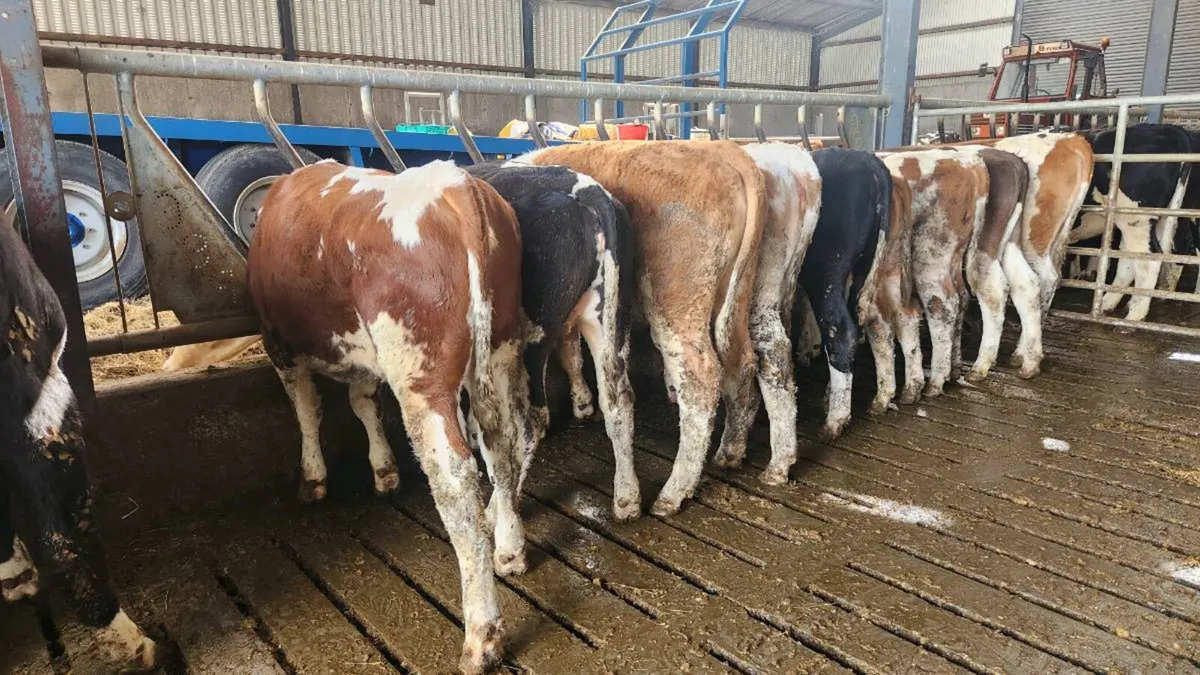 Fleckvieh heifers - Image 1