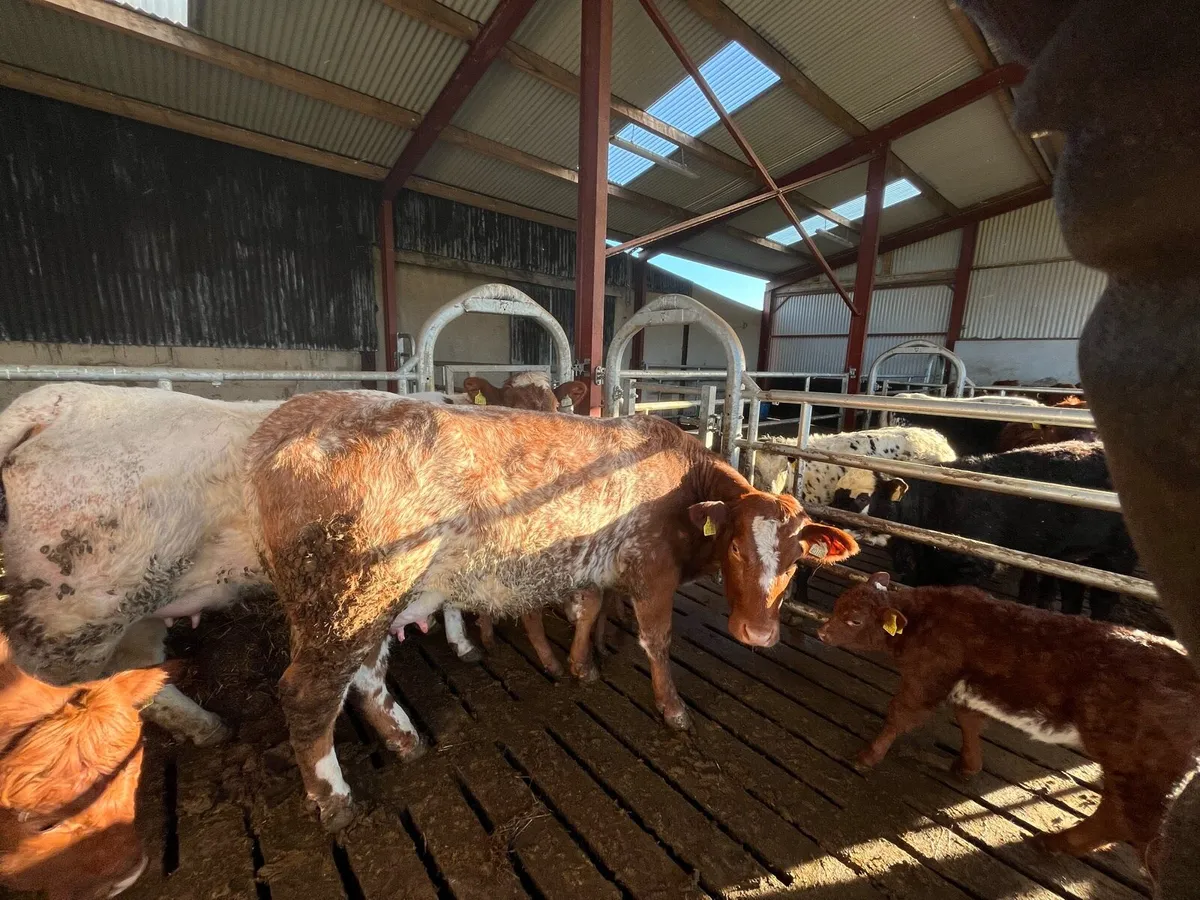 Cows and calves - Image 3