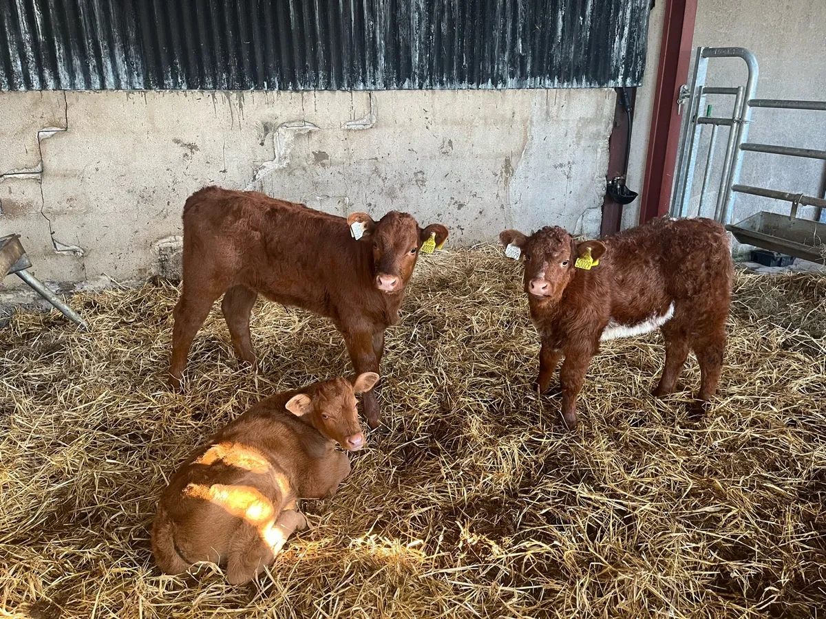 Cows and calves - Image 1