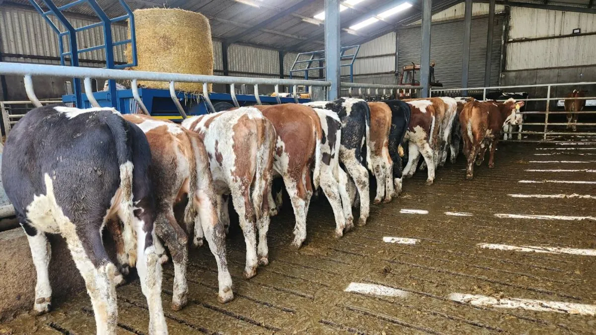 Fleckvieh heifers - Image 2