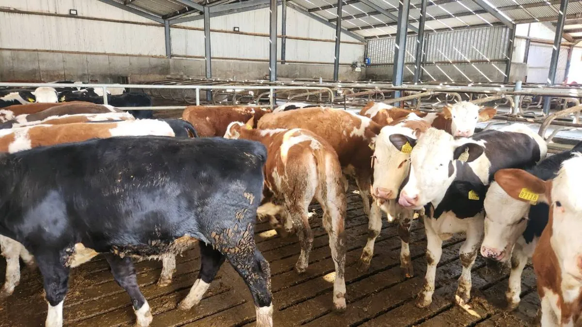 Fleckvieh heifers - Image 3