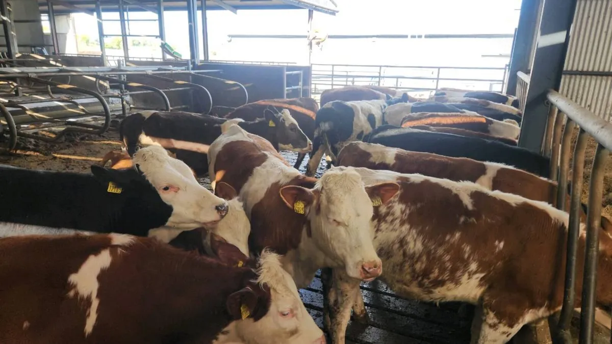 Fleckvieh heifers - Image 4