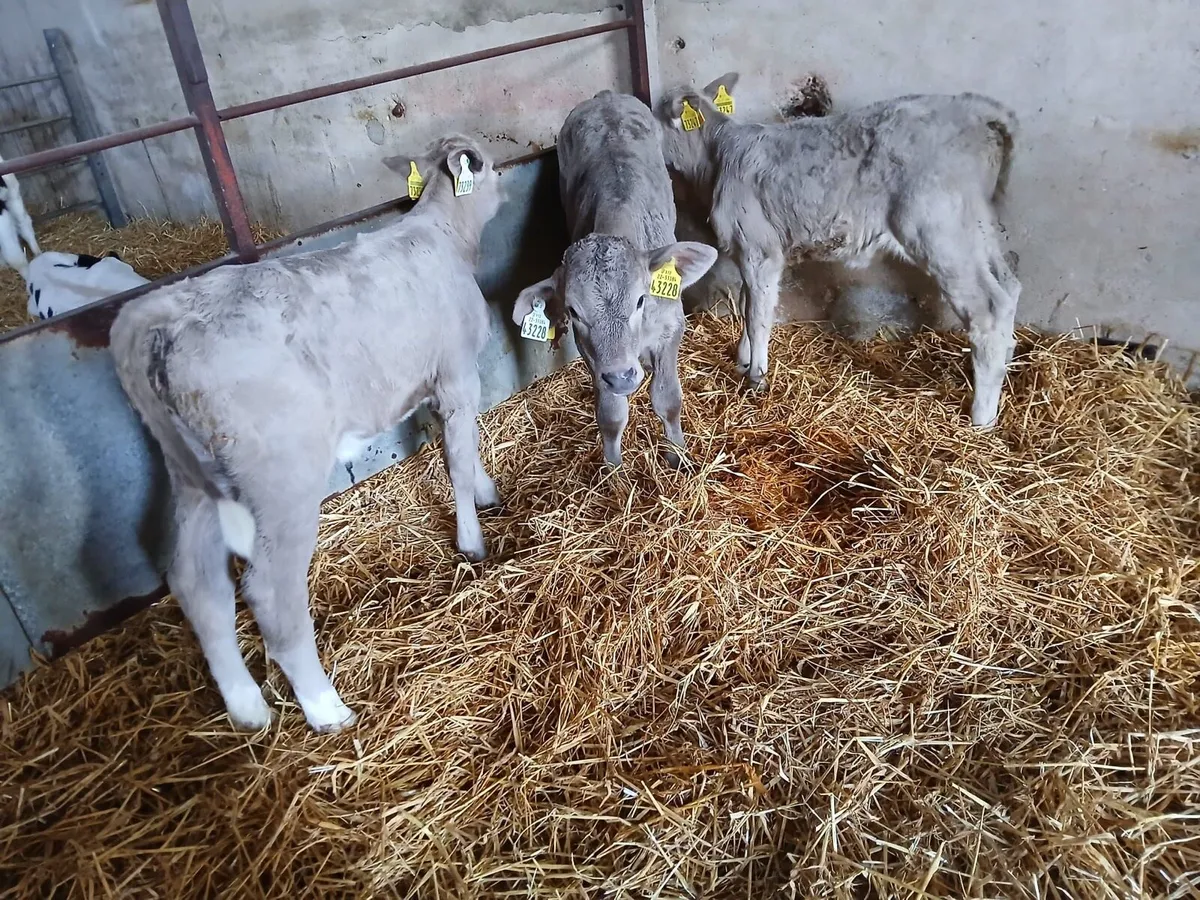 Friesian and Charolais Calves For Sale - Image 1