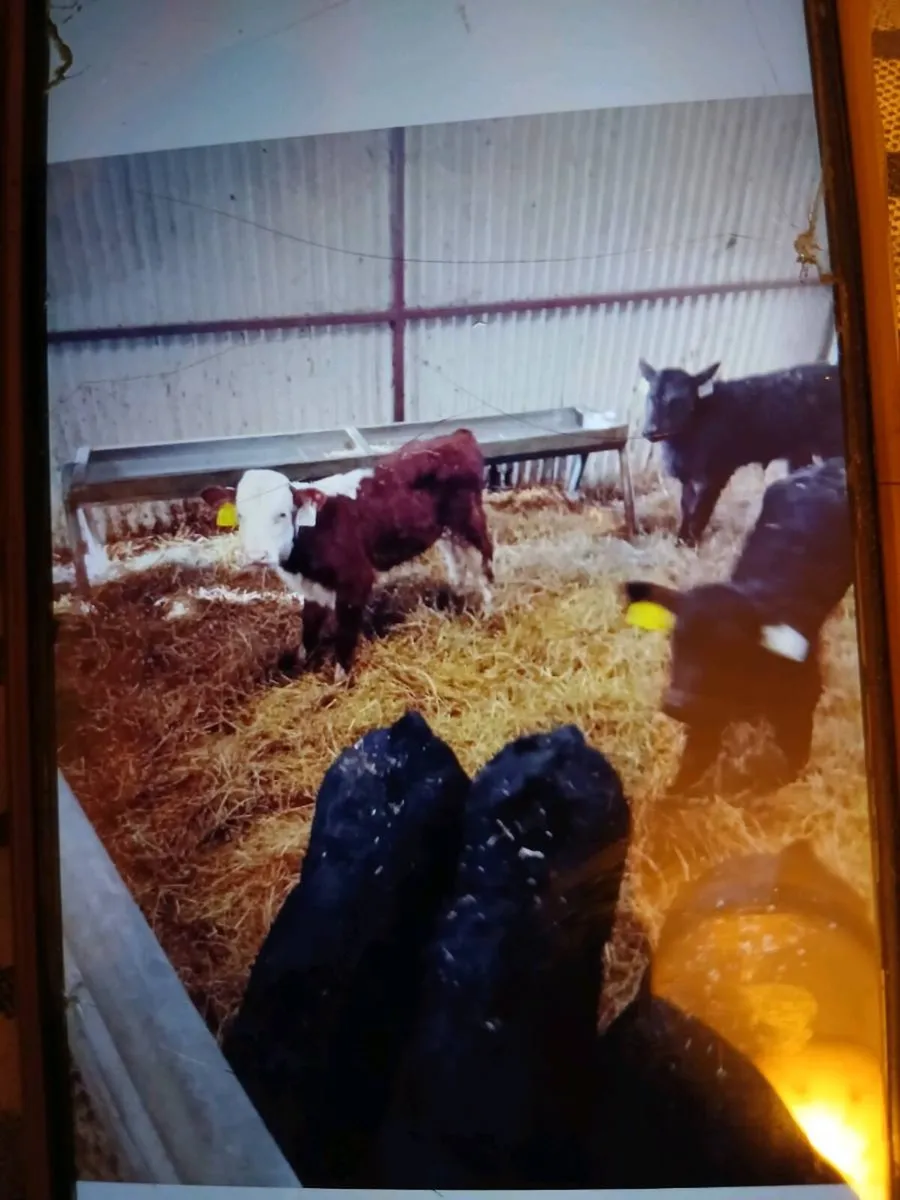 9 Angus Calves - Image 1