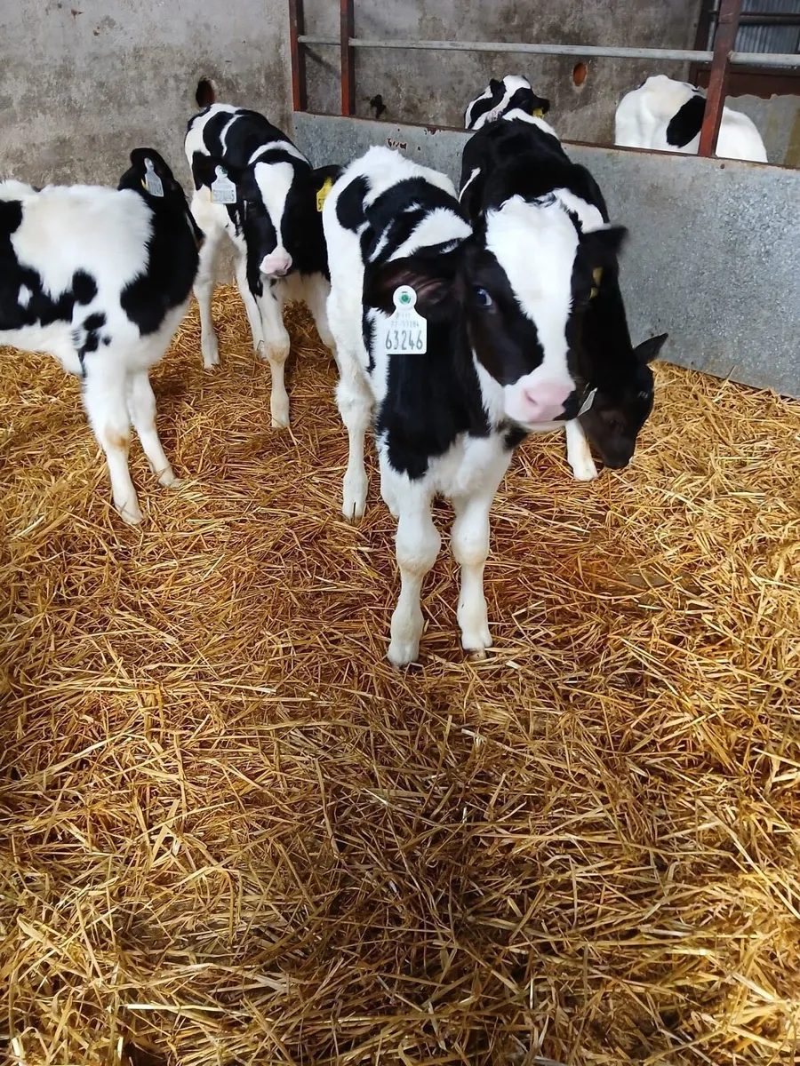 Friesian and Charolais Calves For Sale - Image 2