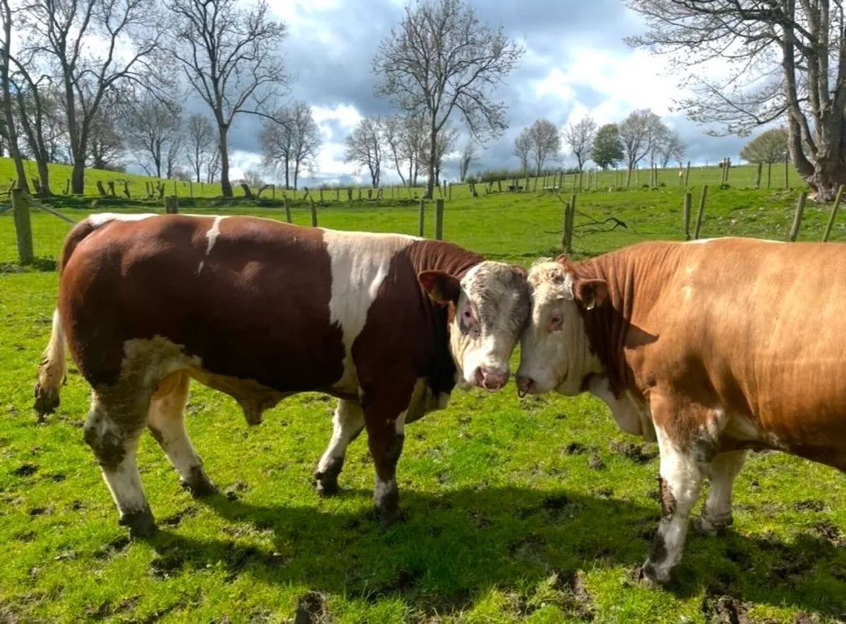 Simmental bulls - Image 4