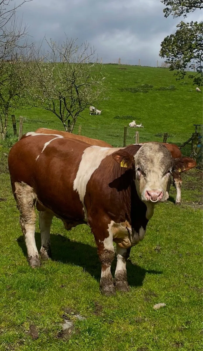 Simmental bulls - Image 1