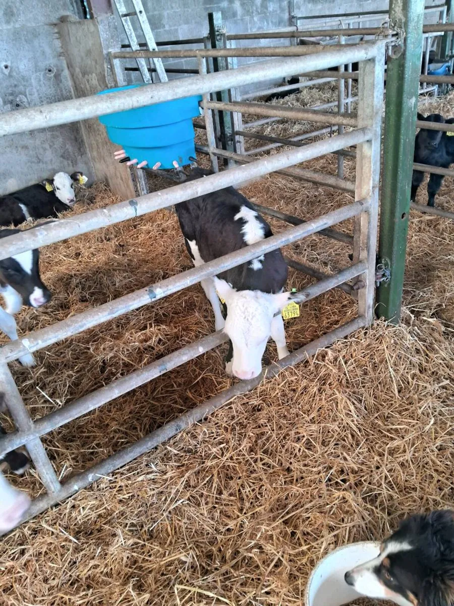 Calves - Image 3