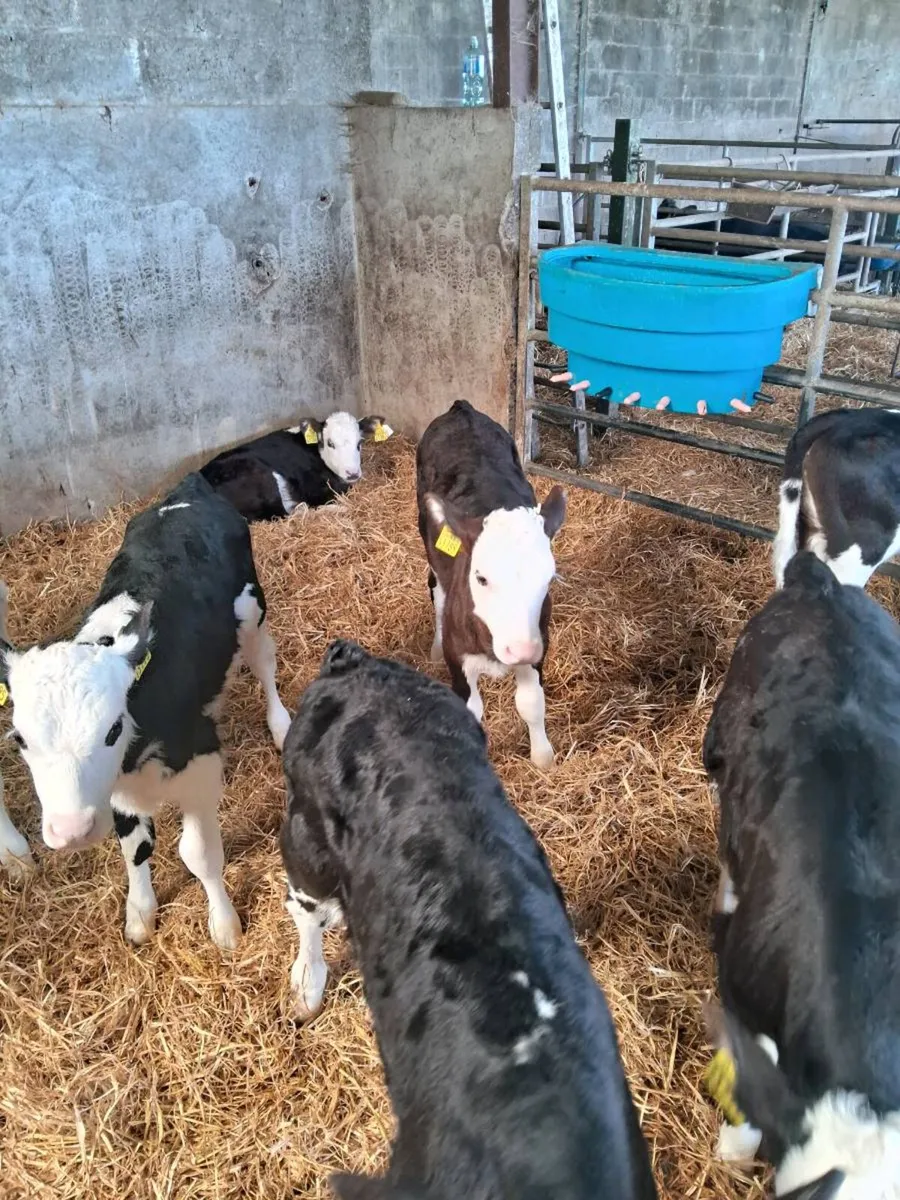 Calves - Image 4