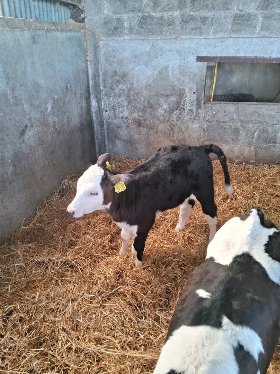 Calves - Image 1