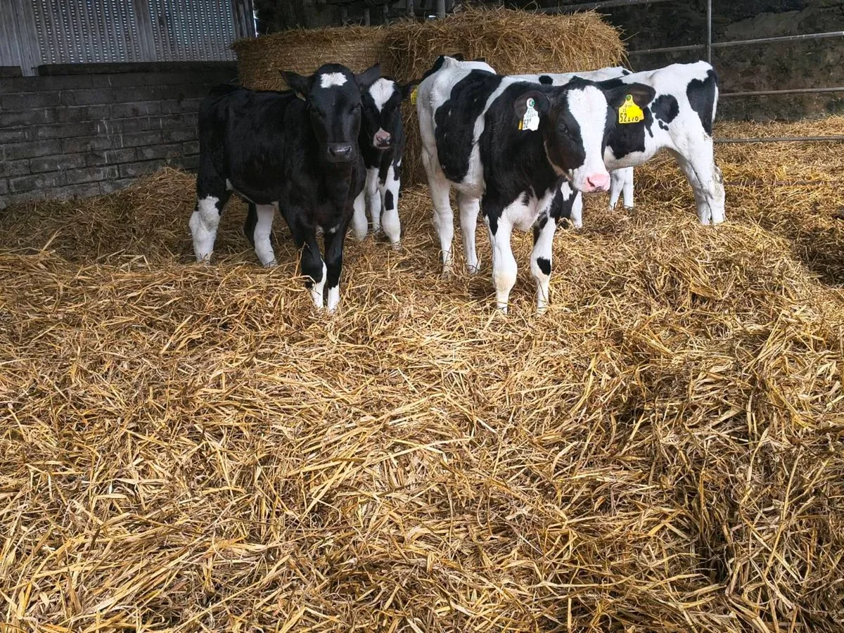 Weaned Friesian heifer calves - Image 1
