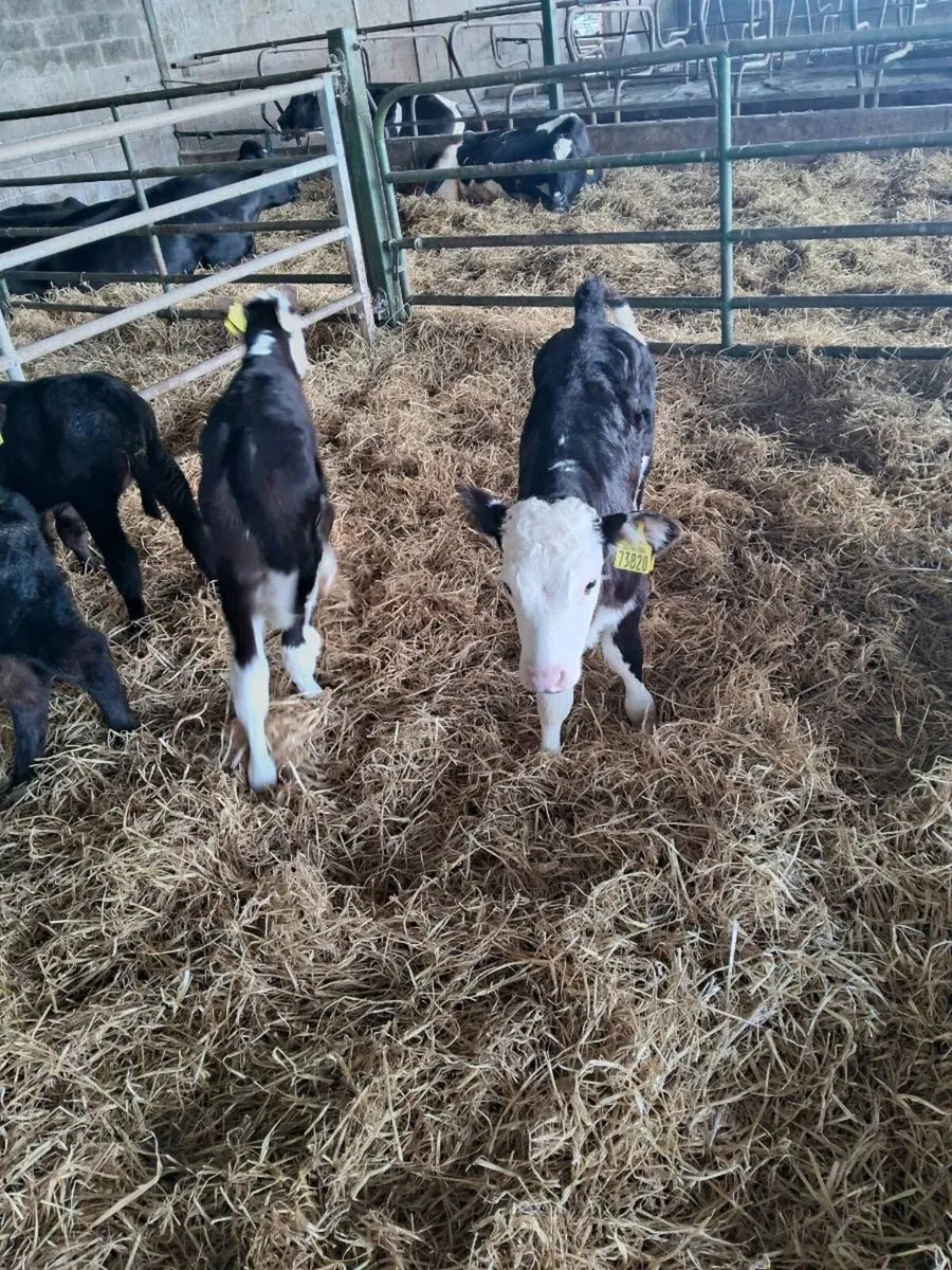 Calves - Image 2