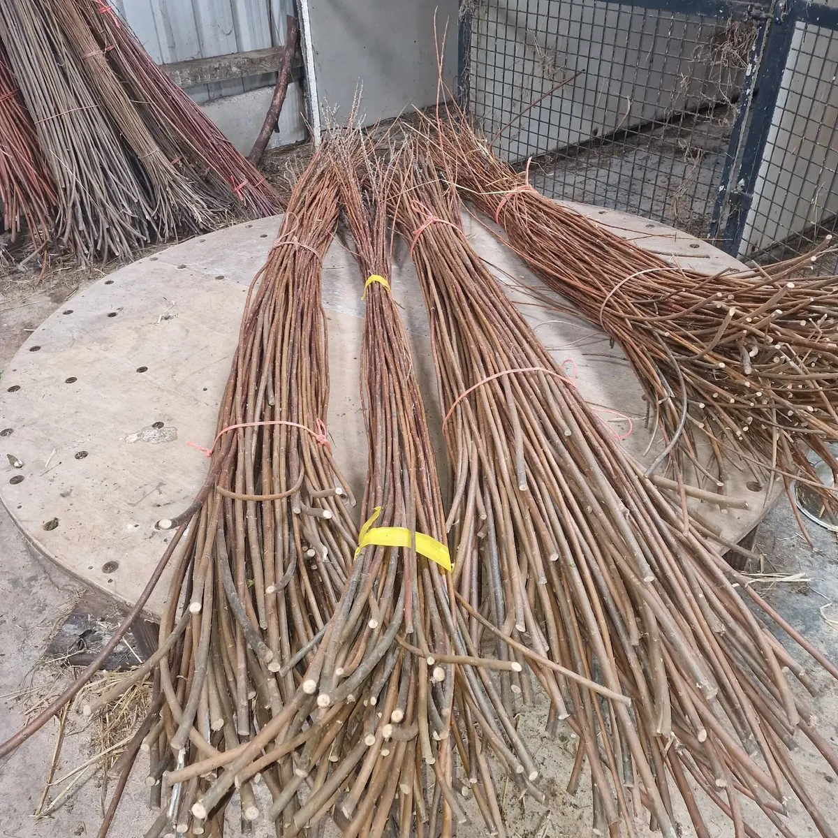 Dried willow for basket making - Image 2